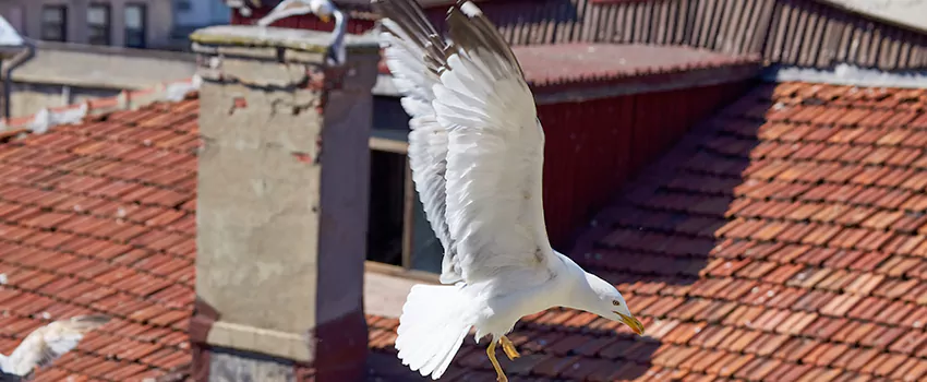Residential Chimney Animal Removal Solution in Milford, MA