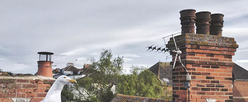 Chimney Cleaning And Restoration in Milford, Massachusetts